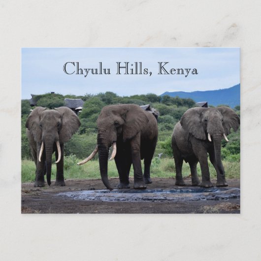 Carte Postale Africa Elephants Kenya, Chyulu Hills (Devant)