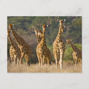 Carte Postale Africa. Kenya. Herd of Reticulated Giraffes
