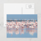 Carte Postale Africa, Namibie, Walvis Bay (Devant / Derrière)