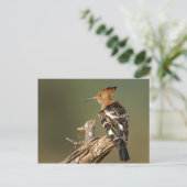 Carte Postale Africain Hoopoe (Debout devant)