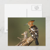 Carte Postale Africain Hoopoe (Devant / Derrière)