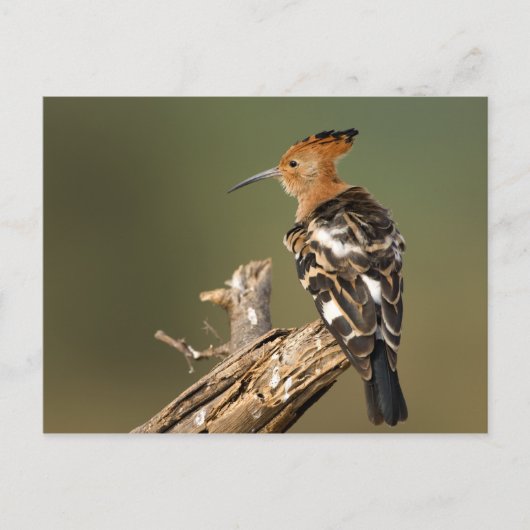 Carte Postale Africain Hoopoe (Devant)