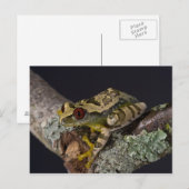 Carte Postale Africain Red Eye Treefrog, Leptopelis (Devant / Derrière)