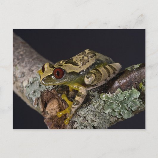 Carte Postale Africain Red Eye Treefrog, Leptopelis (Devant)