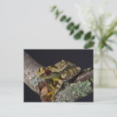 Carte Postale Africain Red Eye Treefrog, Leptopelis (Debout devant)