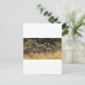 Carte Postale Africain Zebra cool (Debout devant)