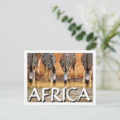 Carte Postale AFRICAIN ZEBRA - (Mojisola Onifade) (Debout devant)