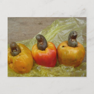 Carte postale africaine Cashew Nut Fruit