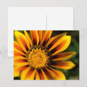 Carte postale africaine Daisy (Devant / Derrière)