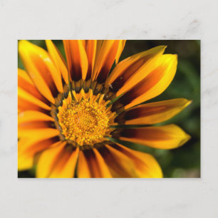 Carte postale africaine Daisy