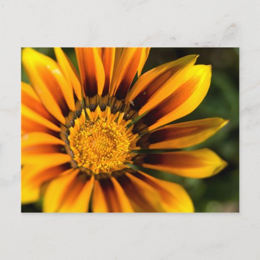Carte postale africaine Daisy (Devant)