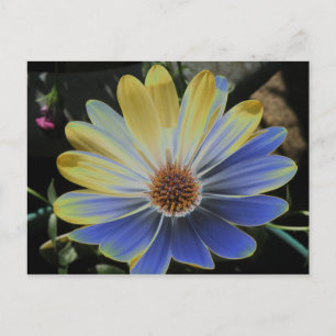 Carte postale africaine Daisy Lapis et Gold