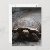 Carte postale africaine Spurt Tortoise (Devant / Derrière)