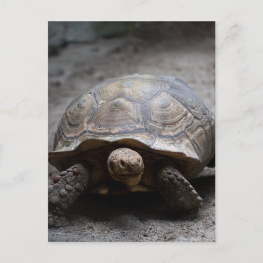 Carte postale africaine Spurt Tortoise (Devant)