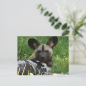 Carte postale africaine Wild Dog (Debout devant)