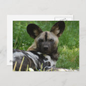 Carte postale africaine Wild Dog (Devant / Derrière)
