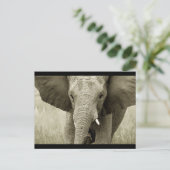 Carte postale African Bull Elephant (personnaliser (Debout devant)