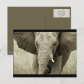 Carte postale African Bull Elephant (personnaliser (Devant / Derrière)