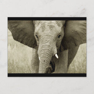 Carte postale African Bull Elephant (personnaliser