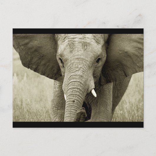 Carte postale African Bull Elephant (personnaliser (Devant)