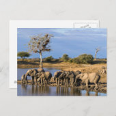 Carte Postale African Bush Elephant (Devant / Derrière)