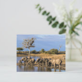 Carte Postale African Bush Elephant (Debout devant)