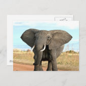 Carte Postale African Bush Elephant Marche vers le but de succès (Devant / Derrière)