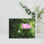 Carte Postale African daisy (Debout devant)