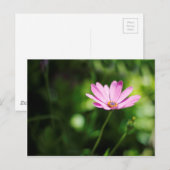 Carte Postale African daisy (Devant / Derrière)
