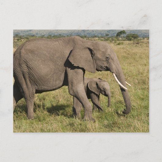 Carte Postale African Elephant and cub (Loxodonta africana), (Devant)
