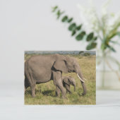 Carte Postale African Elephant and cub (Loxodonta africana), (Debout devant)