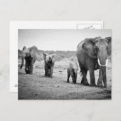 Carte Postale African Elephant & Calves | Kenya (Devant / Derrière)