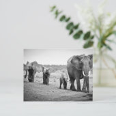 Carte Postale African Elephant & Calves | Kenya (Debout devant)