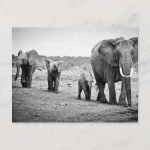 Carte Postale African Elephant & Calves   Kenya
