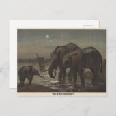 Carte postale African Elephant Zoological Sketch (Devant / Derrière)