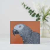 Carte postale African Grey (Debout devant)