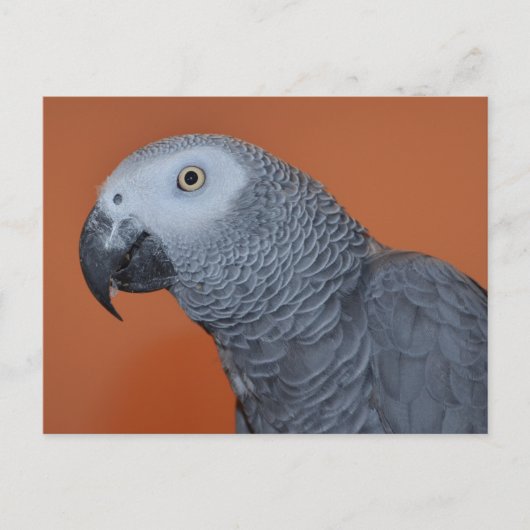 Carte postale African Grey (Devant)