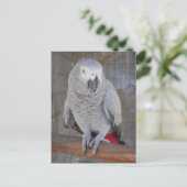 Carte Postale African Grey "Rudy" (Debout devant)
