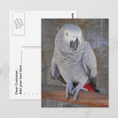 Carte Postale African Grey "Rudy" (Devant / Derrière)
