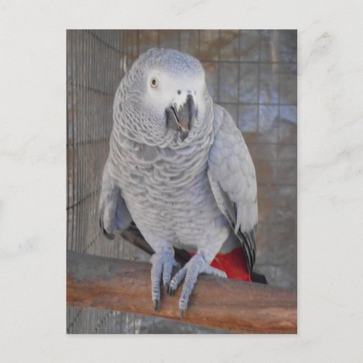 Carte Postale African Grey "Rudy" (Devant)