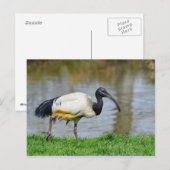 Carte Postale African sacred (Devant / Derrière)