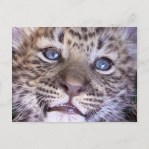 Carte Postale African Safari Destiny Cute Cats Leopards