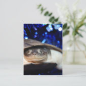 Carte Postale African Sideneck Turtle Regarde la caméra (Debout devant)