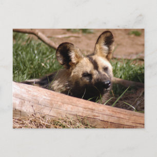 Carte Postale african-wild-dog-012