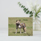 Carte Postale african-wild-dog-015 (Debout devant)