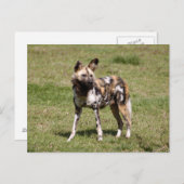Carte Postale african-wild-dog-015 (Devant / Derrière)