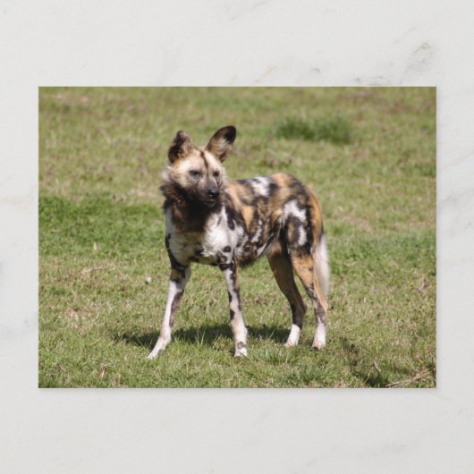 Carte Postale african-wild-dog-015 (Devant)