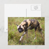 Carte Postale African Wild Dog, Madikwe Game (Devant / Derrière)
