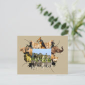 Carte Postale African Wildlife Frame Blue Sky Zebra (Debout devant)