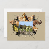 Carte Postale African Wildlife Frame Blue Sky Zebra (Devant / Derrière)